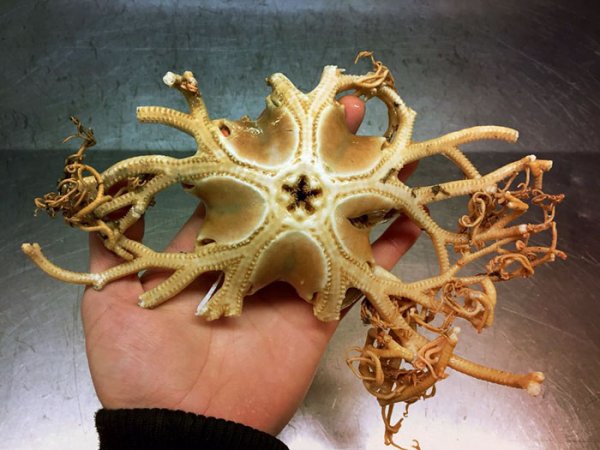 &nbsp;&nbsp;Снимка: twitter