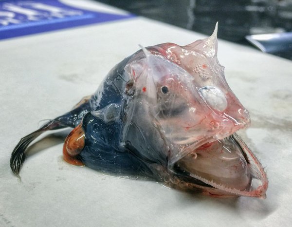 &nbsp;&nbsp;Снимка: twitter