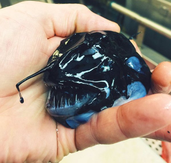 &nbsp;&nbsp;Снимка: twitter