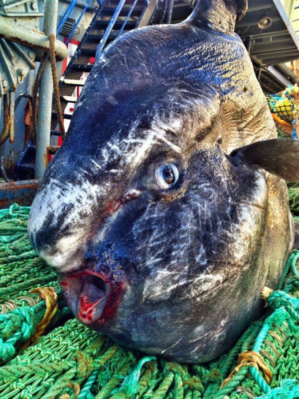 &nbsp;&nbsp;Снимка: twitter