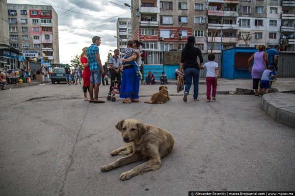 Снимка: Александър Беленский