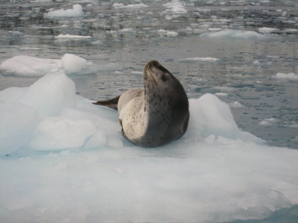 Снимка: Български антарктически институт