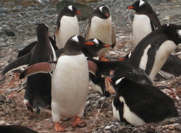 Снимка: Български антарктически институт