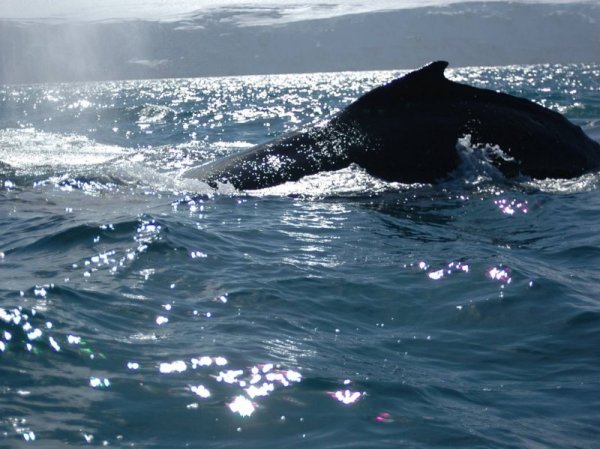 Снимка: Български антарктически институт