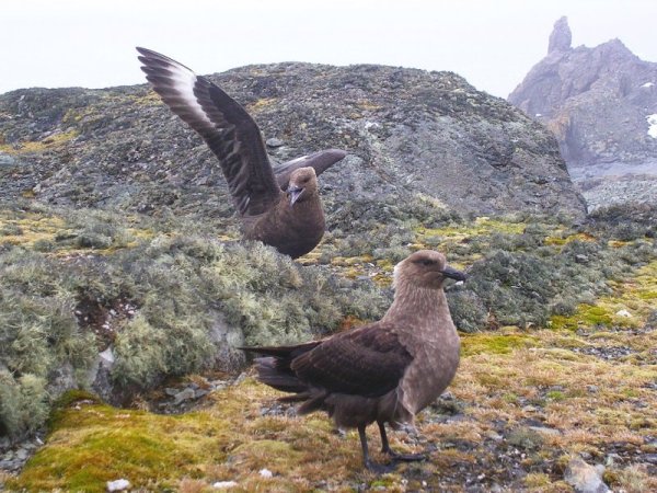 Снимка: Български антарктически институт