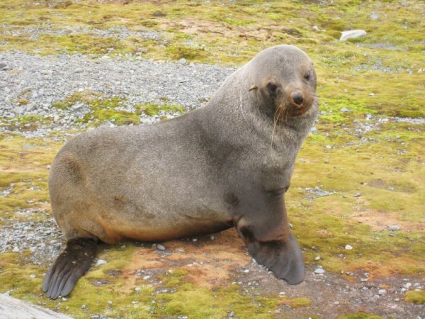 Снимка: Български антарктически институт