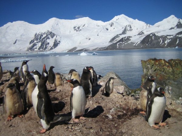 Снимка: Български антарктически институт