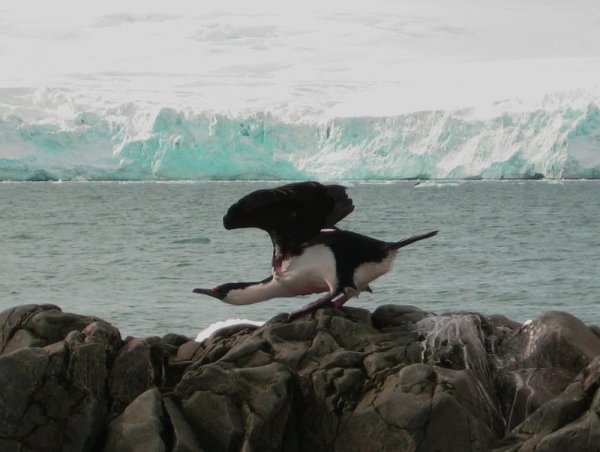 Снимка: Български антарктически институт