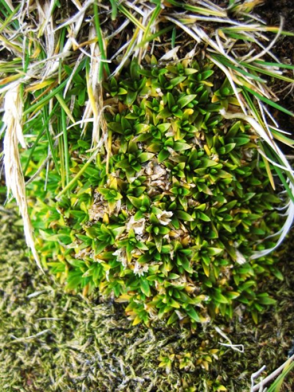 Снимка: Български антарктически институт