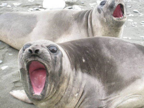 Снимка: Български антарктически институт