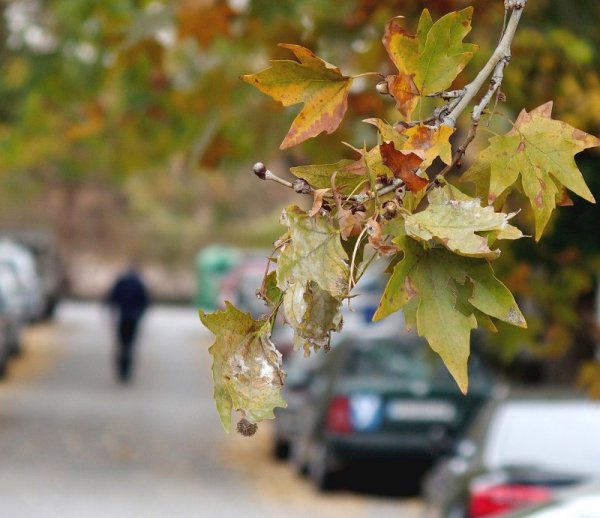 Приятна, топла и красива е есента в Пловдив. По обяд температурите в града стигнаха до петнадесет градуса. Снимка: БТА