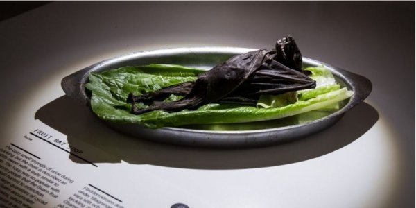 Плодов прилеп, Снимка: Disgusting Food Museum