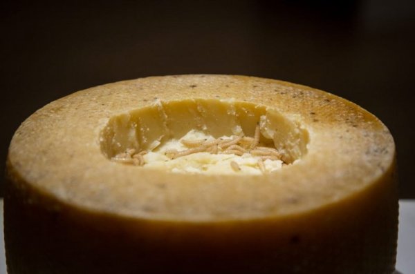 Казу марзу - сирене с червеи, Снимка: Disgusting Food Museum