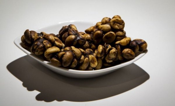 Кафени зърна Kopi Luwak - зърната кафе, с които се храни азитската палмова цивета. Животното сдъвква растението, а то излиза под формата на ексременти, Снимка: Disgusting Food Museum