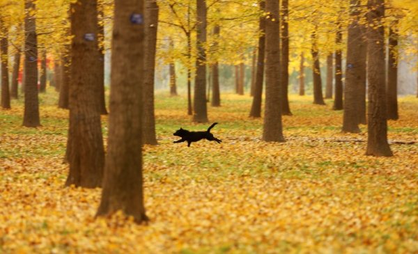 Куче тича в гора с дървета в китайската провинция Шандун. Снимка: БТА