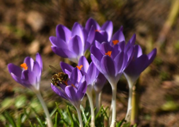 След чувствителното затопляне на времето в Лудогорието, в градина на жители на село Свещари разцъфнаха красиви минзухари. Снимка: БТА