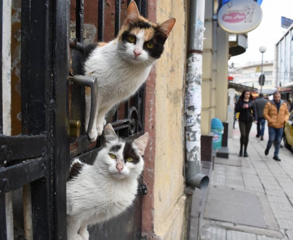 Улични котки се "настаниха" в изоставена къща в центъра на Пловдив и се превърнаха в атракция за минувачите Снимка: БТА