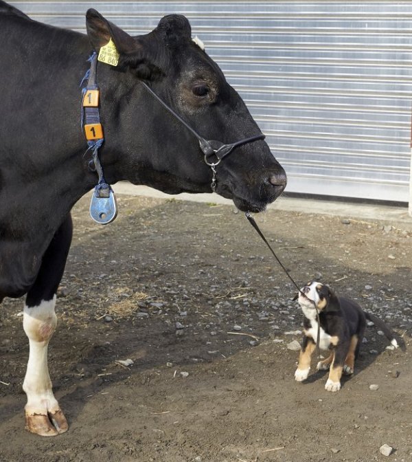 Кученцето Енцо дърпа 17-годишната крава Белинда във ферма в южната част на Германия. Снимка: БТА