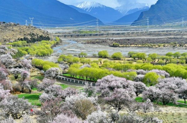 Красива пролетна картина от китайския автономен регион Тибет. Снимка: БТА