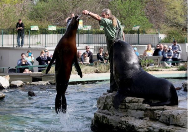 Служител в зоологическата градина на Виена храни с риба морски лъвове пред погледите на посетителите. Снимка: БТА