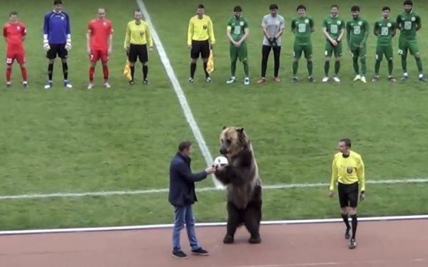 Мечката Тима даде началото на футболния мач от руската трета лига между "Машук" и "Агнуш". Животното бе изведено на пистата от дресьора си и обра овациите на публиката. Снимка: БТА