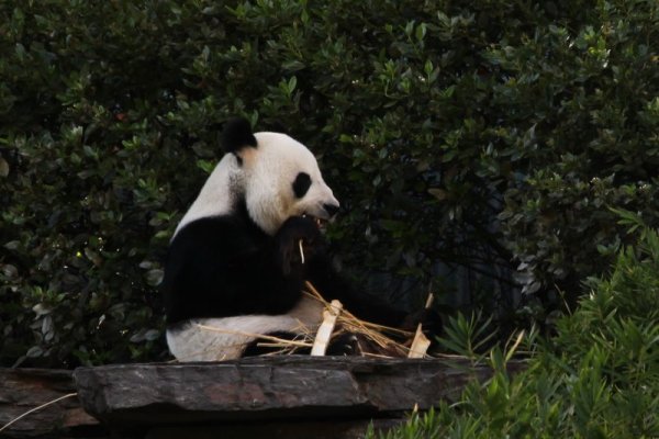 Панда похапва бамбукови клони в зоологическата градина в Аделаида. Снимка: БТА