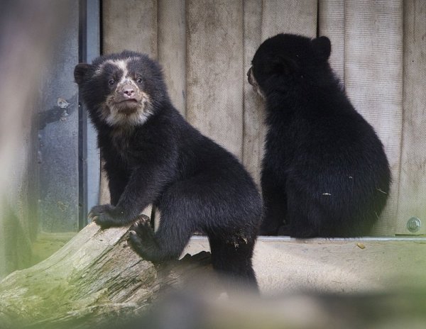Две малки мечета си играят по време на тяхното първо показване пред посетителите на зоологическата градина във Франкфурт. Снимка: БТА