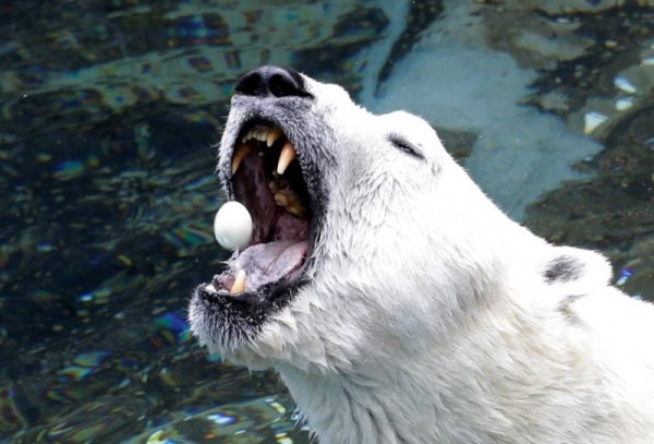 Полярният мечок Тонгки похапва замразената си следобедна закуска природен парк в Южна Корея. Снимка: БТА