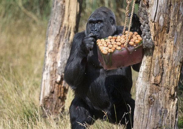 Горила се разхлажда с леден десерт в зоологическата градина в Лондон. Снимка: БТА