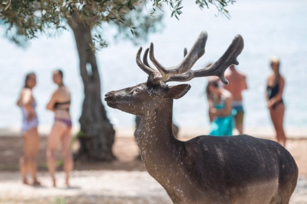 Сърна се разхожда спокойно край плаж с туристи на хърватски остров в Адриатическо море. Снимка: БТА
&nbsp;