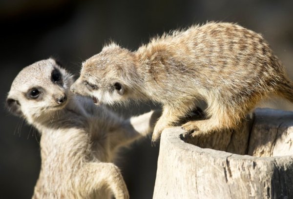 Малки сурикати си играят в зоологическата градина в Кронберг, Германия. Снимка: БТА