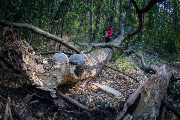 Огромно дърво е паднало и е блокирало една от алеите в Борисовата градина след силния вятър и буря в столицата. Снимка: Димитър Кьосемарлиев, Dnes.bg