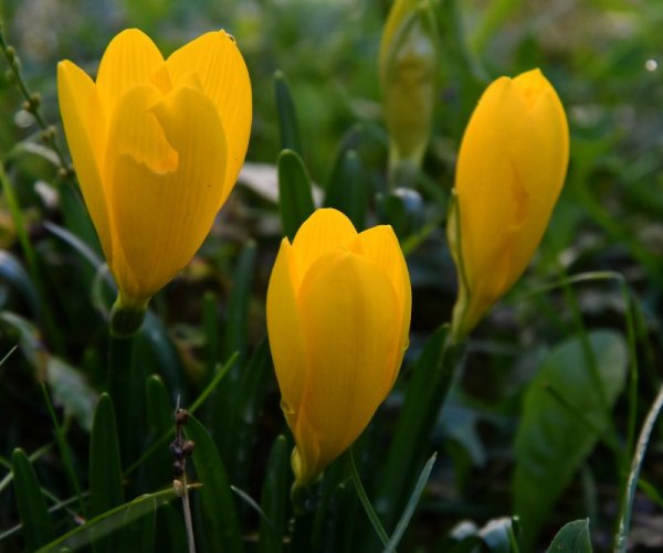 Есенни минзухари разцъфтяха в Лудогорието. Снимка: БТА