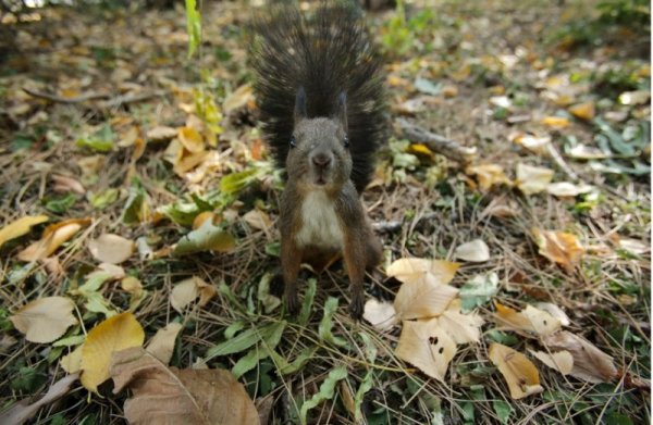 Катерица наблюдава фотограф сред листа в Борисовата градина. Снимка: БТА