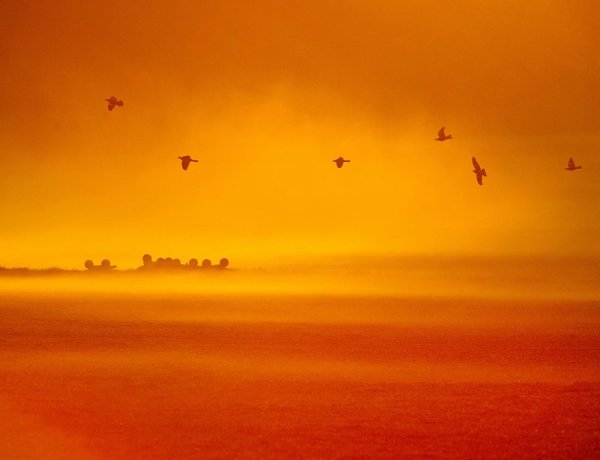 Гълъби прелитат над мъгливото есенно утро във Франкфурт, Германия. Снимка: БТА
&nbsp;