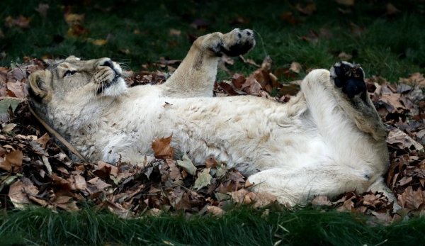 Лъв се търкаля сред паднали листа в зоологическата градина в Лондон. Снимка: БТА