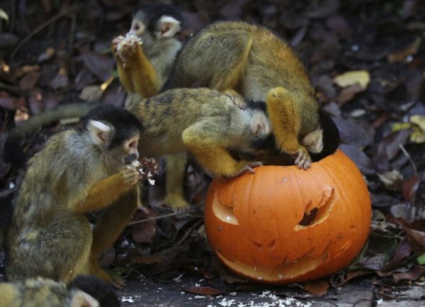 Маймуни се радват на лакомства, оставени в тиква, дни преди Хелоуин. Снимка: БТА