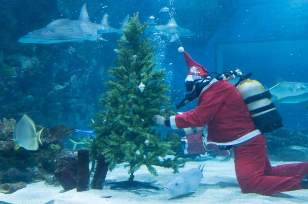 Мъж, облечен като Дядо Коледа, се гмурка в аквариум в унгарската столица Будапеща. Снимка: БТА
