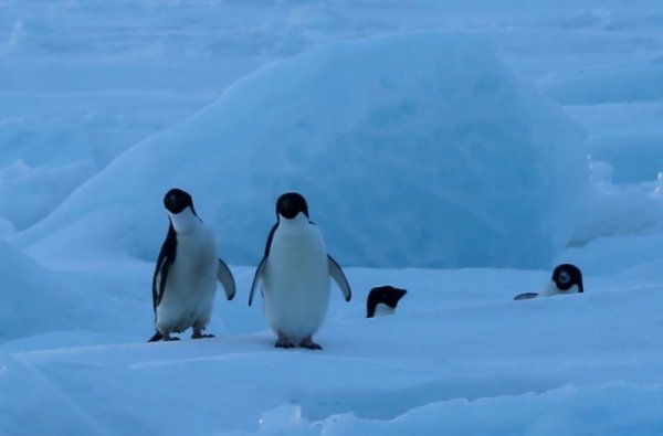 Фотограф от китайски ледоразбивач прави снимки на пингвини в Антарктида. Снимка: БТА