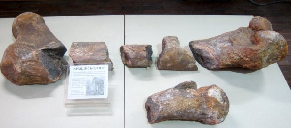 Огромна бедрена кост от праисторическо животно, живяло преди 2,5-4 милиона години &ndash; прародител на съвременните слонове, впечатлява гостите на музея в Плевен. Костта на така наречения архидискодонт свидетелства, че животното е достигало височина от 2,5 метра до 4 метра. Палеонтоложката колекция на музея в Плевен включва близо 300 експоната от вкаменелости от животни. Снимка: БТА
&nbsp;