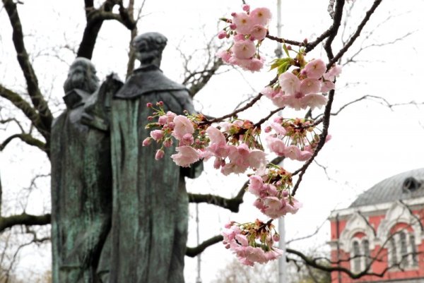 В София цъфнаха японските вишни. По този повод преди ден се състоя пролетно тържество в Националната библиотека &quot;Св. св. Кирил и Методий&quot; в София. Снимка: БТА