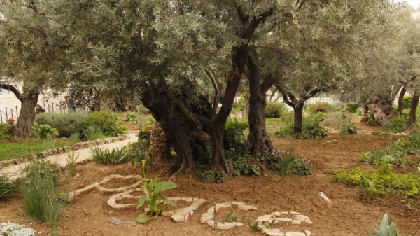 Гетсиманската градина. Снимка: Личен архив
&quot;Тогава Исус дойде с тях на едно място, наречено Гетсимания; и каза на учениците Си: Поседете тук, докато отида там да се помоля. И като взе със Себе Си Петър и двамата Зеведееви синове, започна да скърби и да тъгува. Тогава им каза: Душата Ми е прескръбна до смърт; постойте тук и бдете заедно с Мен.&quot;( Матей 26:36-38)