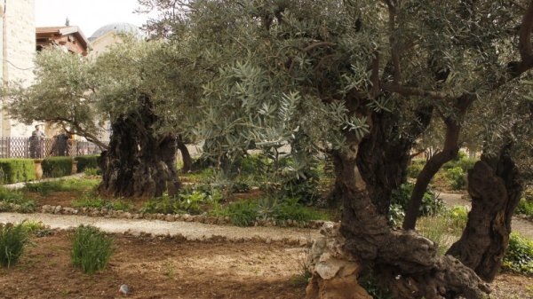 Гетсиманската градина. Снимка: Личен архив
Днес в градината растат 8 много стари маслинови дървета, чиято възраст според някои данни е около 2000 г. По времето на Исус Христос целият скат към долината Кедрон на западния скат на Елеонския хълм е бил залесен с маслини.