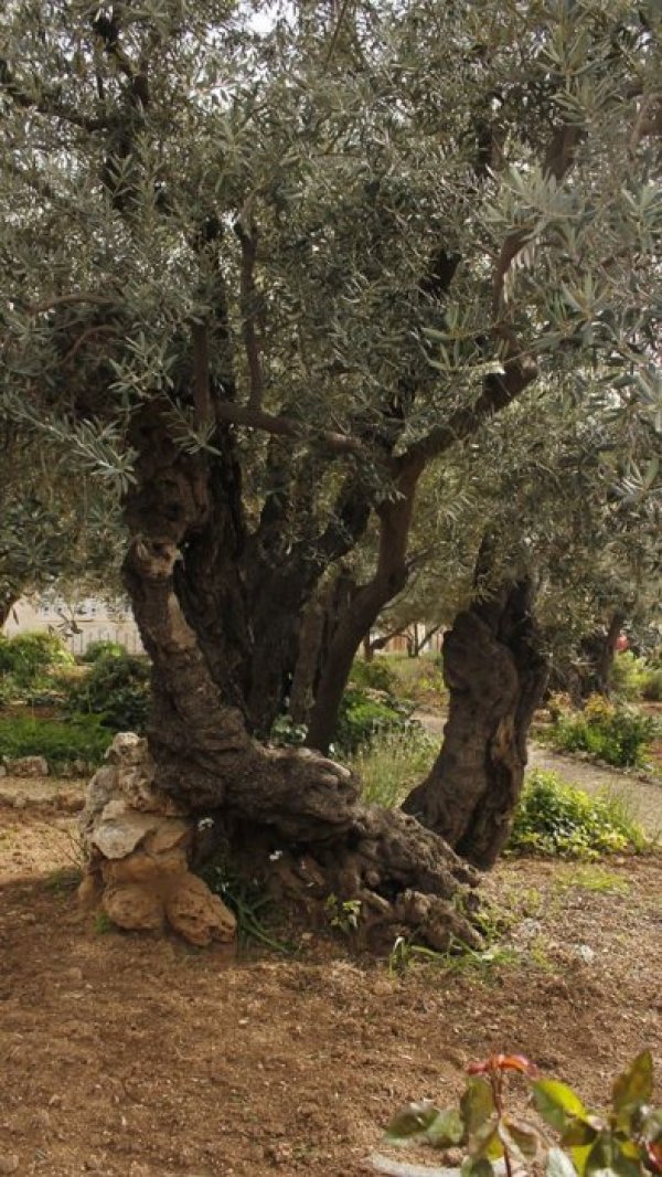 Гетсиманската градина. Снимка: Личен архив