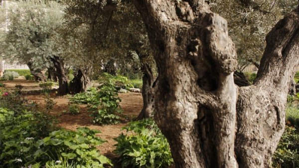 Гетсиманската градина. Снимка: Личен архив