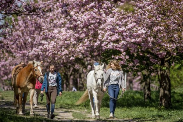 Момиченца водят своите коне под цъфналите черешови дръвчета в парк в Берлин. Снимка: БТА