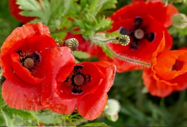 Красиви макове разцъфнаха в покрайнините на Пловдив. Снимка: БТА