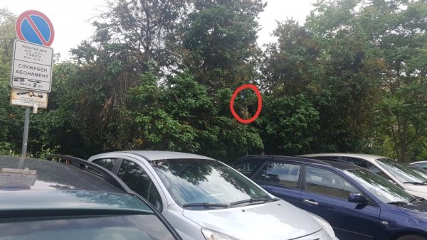 Снимка: Helpbook