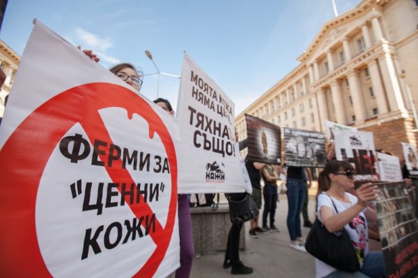 Снимка: Димитър Кьосемарлиев