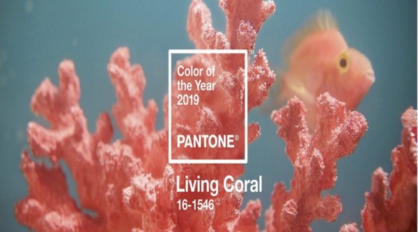 Цветът на 2019-та. Снимка: pinterest.com